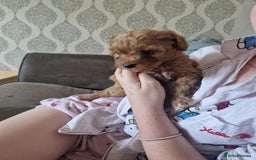 Cavapoochon dogs for sale: Cavapoochon puppies available  - Image 21