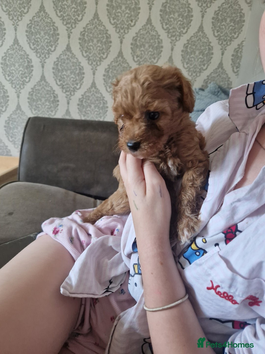Cavapoochon dogs for sale: Cavapoochon puppies available  - Image 21