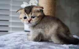Munchkin cats for sale: Munchkin kittens - Advert 9