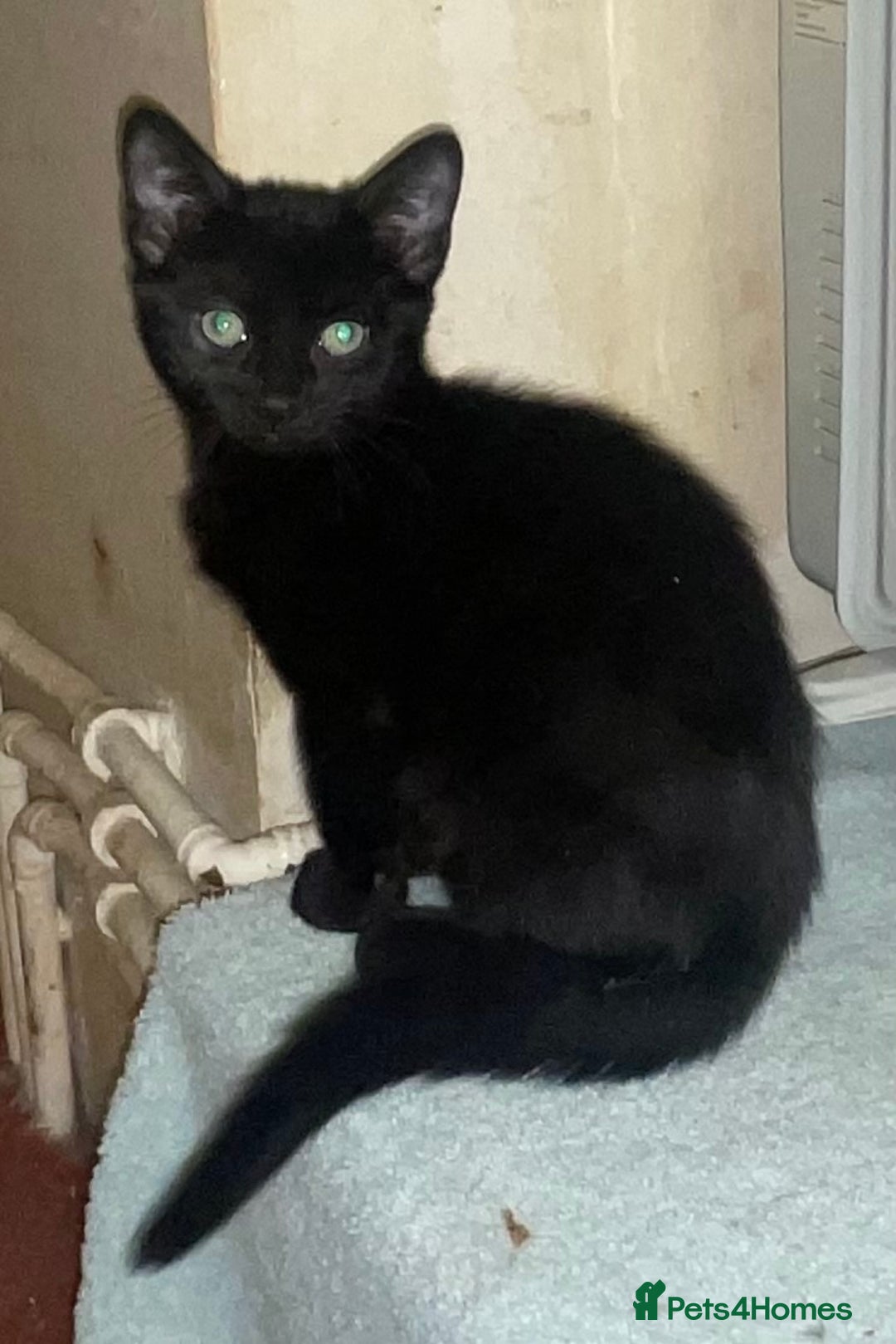 Mixed Breed cats for sale: Kittens for sale - Advert 11