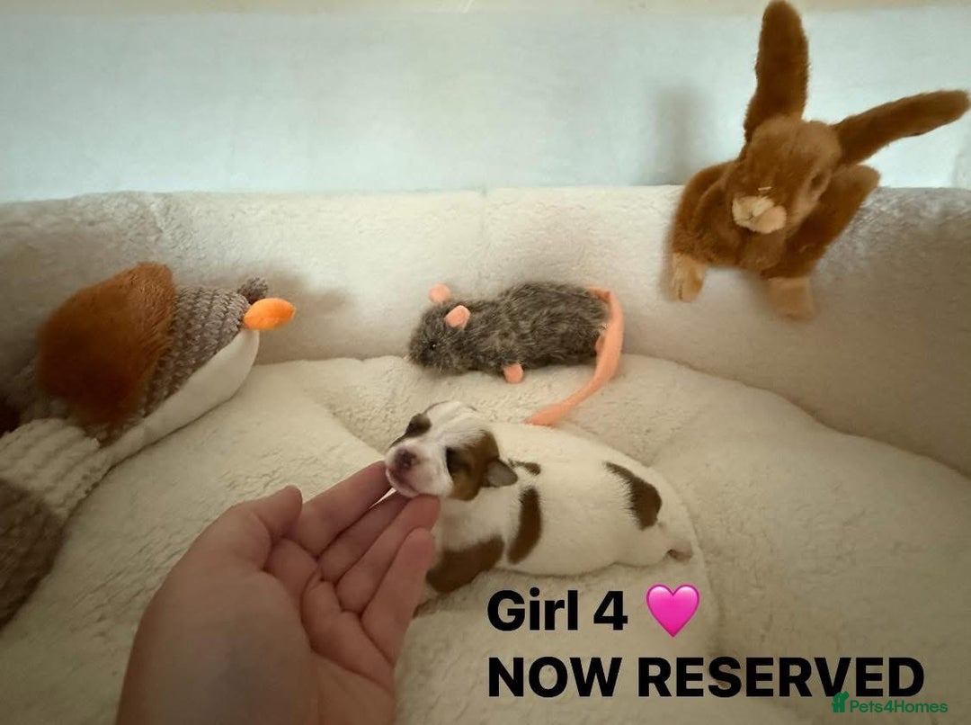 Jack Russell dogs for sale: TRUE ORIGINAL JACK RUSSELL PUPPIES  - Image 9