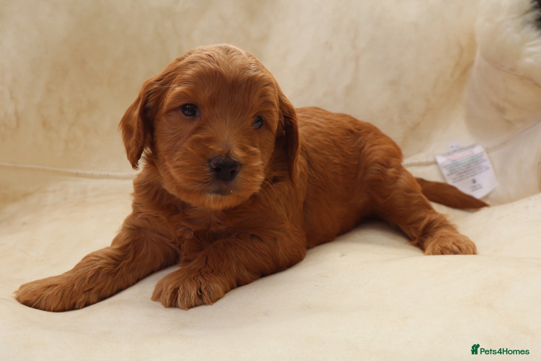 Cockapoo dogs 5* RED FEMALE COCKAPOO FROM HEALTH TESTED PARENTS  - Advert 2