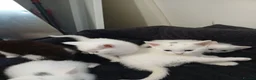 Mixed Breed cats for sale: White kittens  in Ipswich - Advert 19