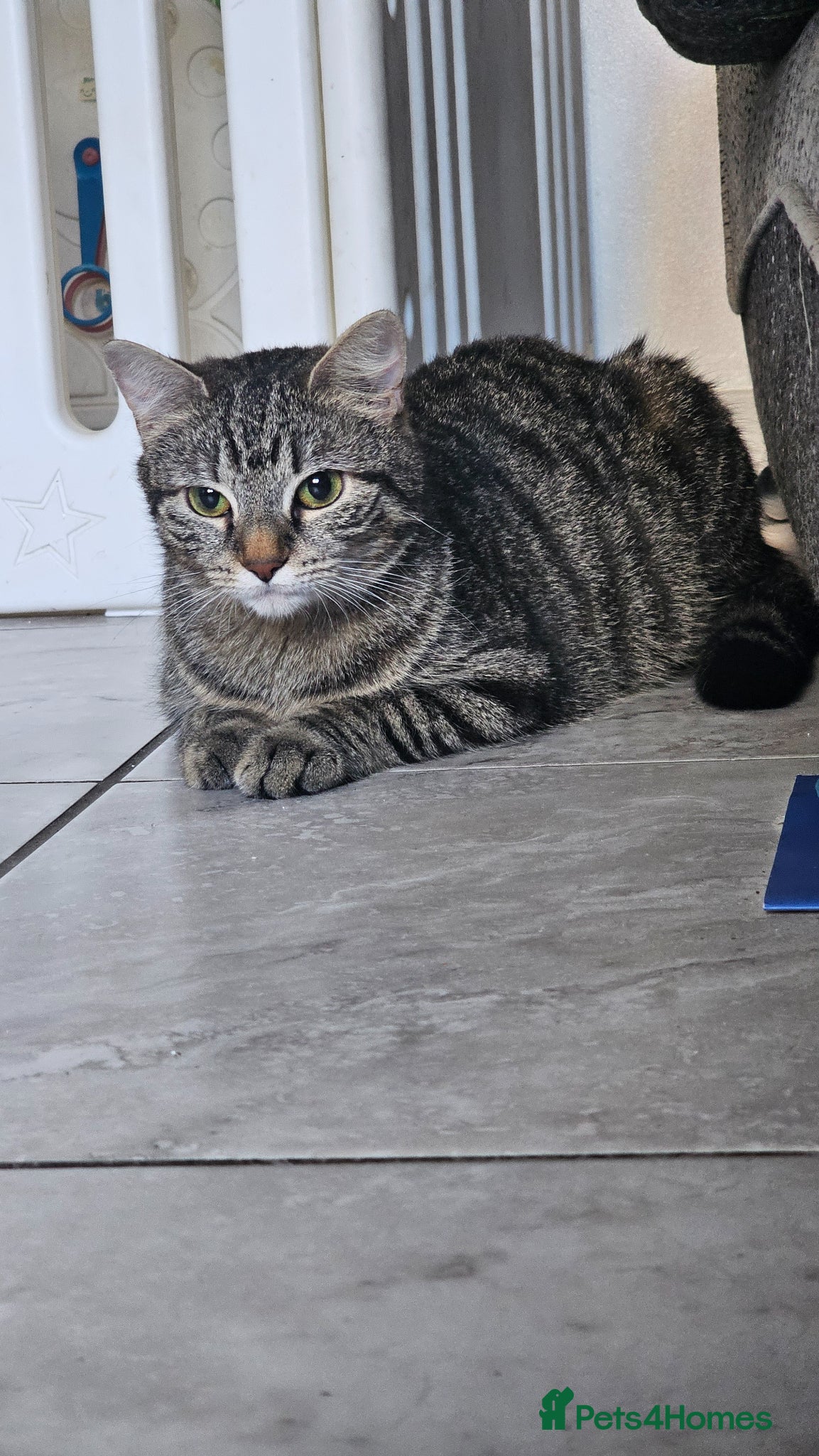 Mixed Breed cats Beautiful tabby - Advert 1