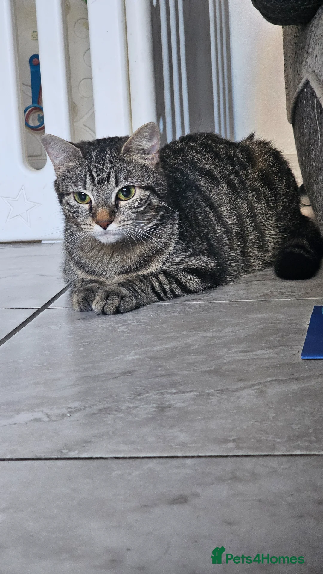 Mixed Breed cats for sale: Beautiful tabby - Advert 1