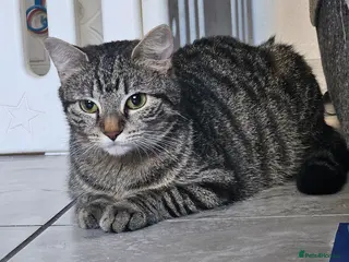 Mixed Breed cats Beautiful tabby - Advert 1