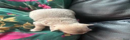 Chihuahua dogs for sale: Stunning Long Haired Chihuahua Puppies - Advert 19