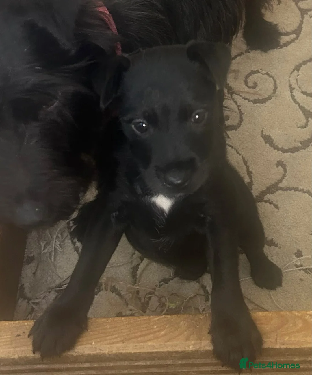 Patterdale Terrier dogs for sale: Patterdale girl puppy last one remaining - Advert 5