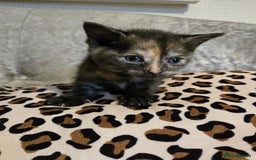 Mixed Breed cats for sale: 7 Half-Ragdolls  - Image 11