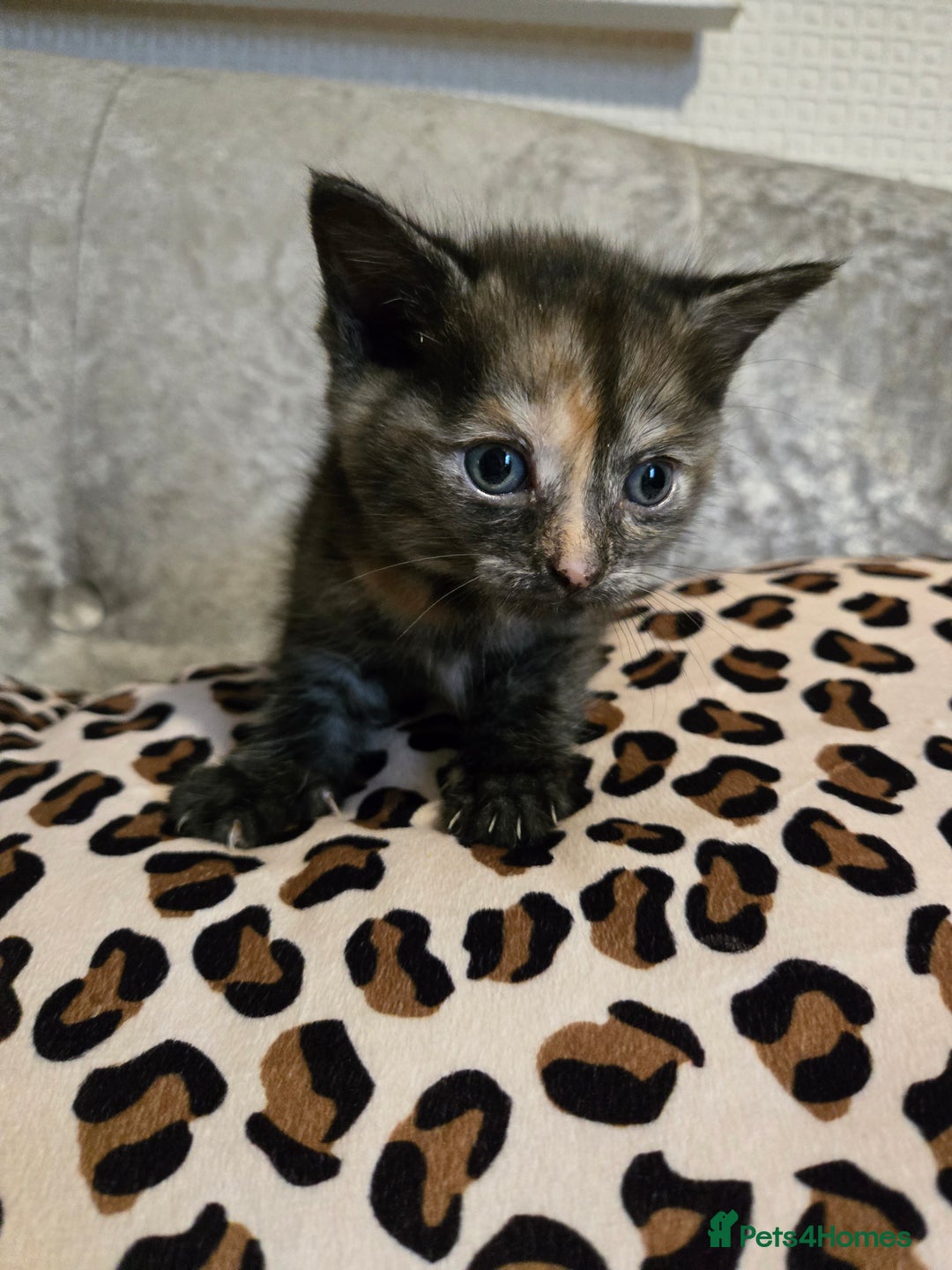 Mixed Breed cats for sale: 7 Half-Ragdolls  - Image 11