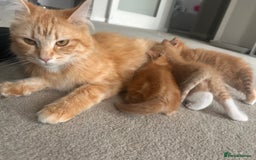 Mixed Breed cats for sale: 3 Ginger Male Kittens in Crawley - Image 5