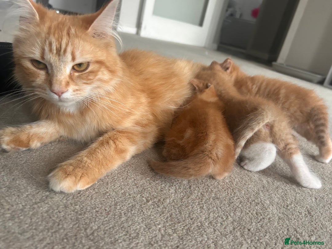 Mixed Breed cats for sale: 3 Ginger Male Kittens in Crawley - Image 5