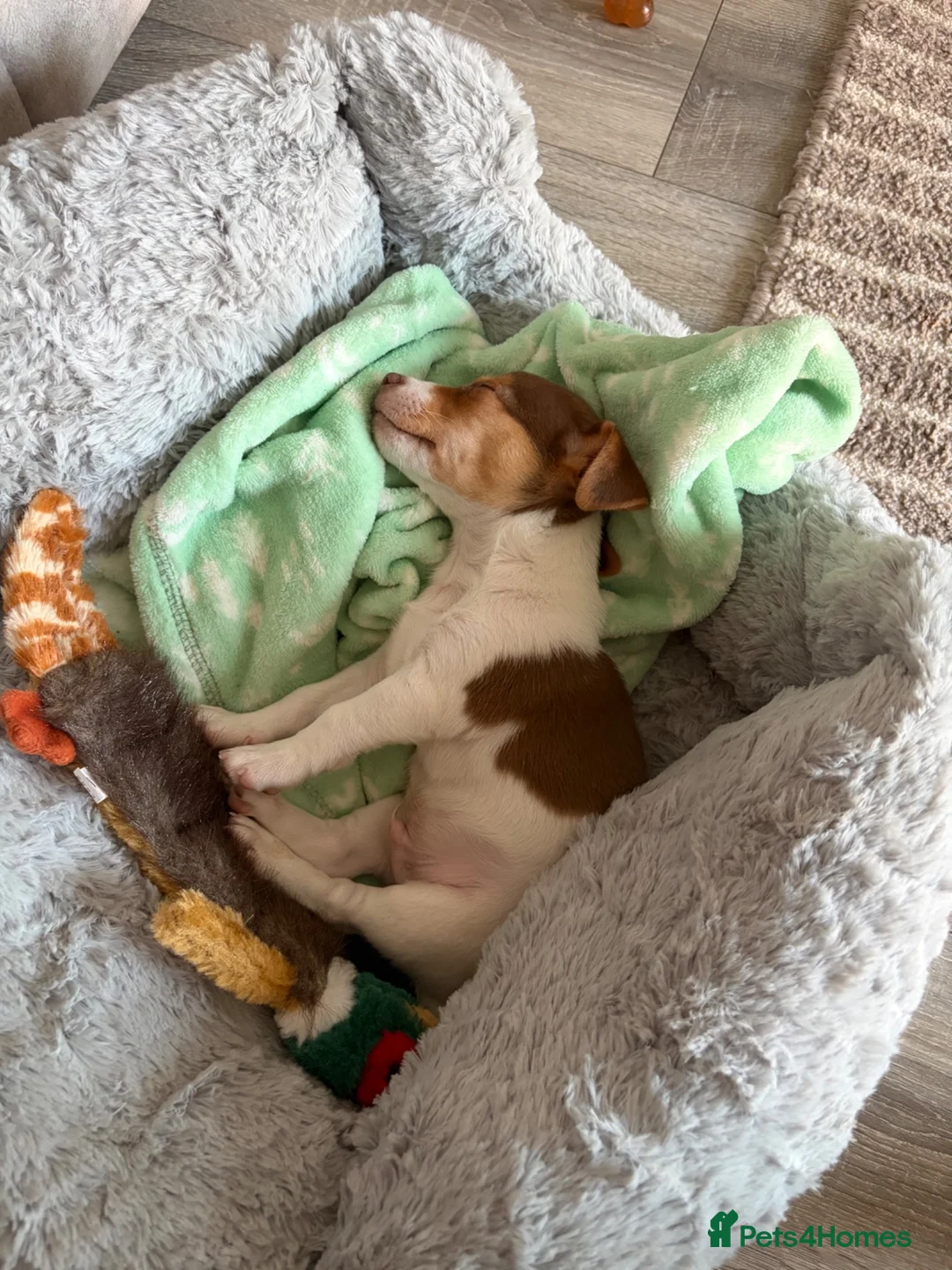 Jack Russell dogs for sale: URGET Male Jack Russell 2 months old  - Advert 1