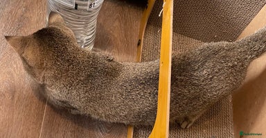 British Shorthair cats - Advert 11