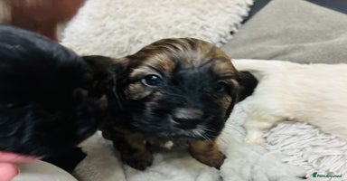 Mixed Breed dogs - Advert 5