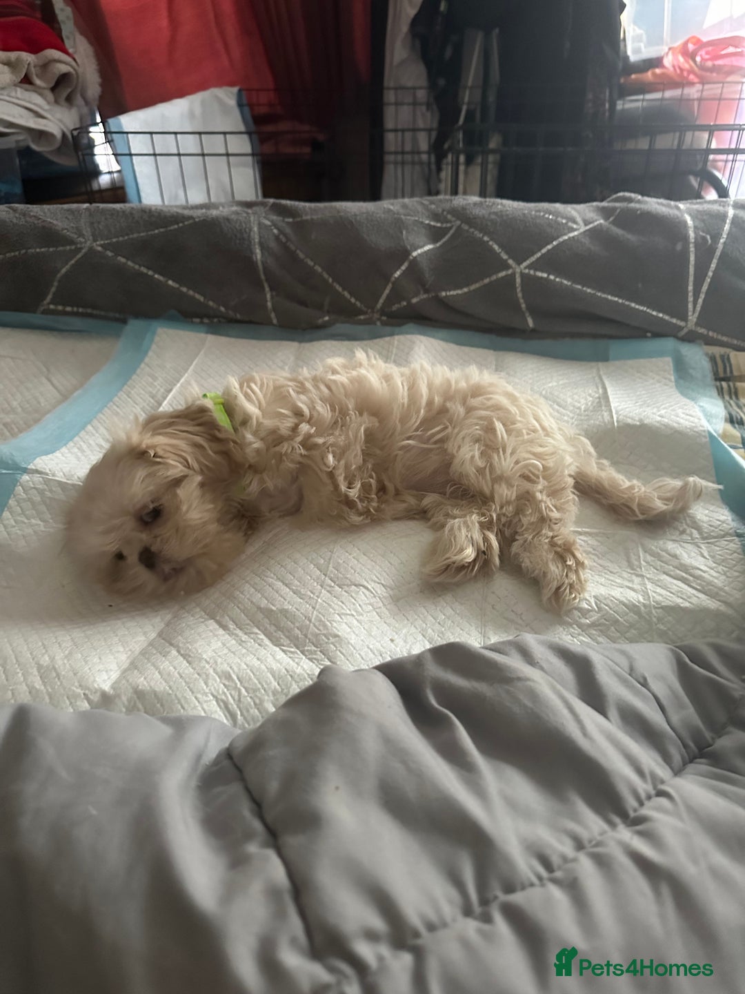 Shih Tzu dogs for sale: Lavender White Imperial Shih Tzu Puppies - Advert 20