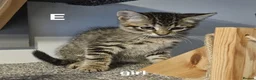 Maine Coon cats for sale: Maine coon cross kittens  - Advert 6