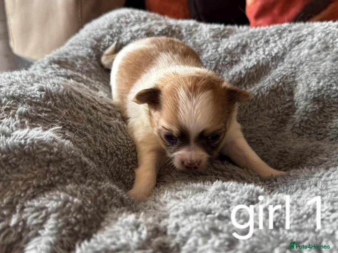 Chihuahua dogs for sale: Chihuahua long coat puppies 2 girls and 1 boy - Image 8