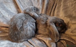 Mini Lop rabbits for sale: Cute Purebred Mini lops-Boys and girls available - Image 11
