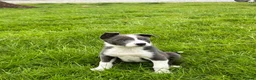 Border Collie dogs for sale: Grey and white collie pups  in Girvan - Advert 3