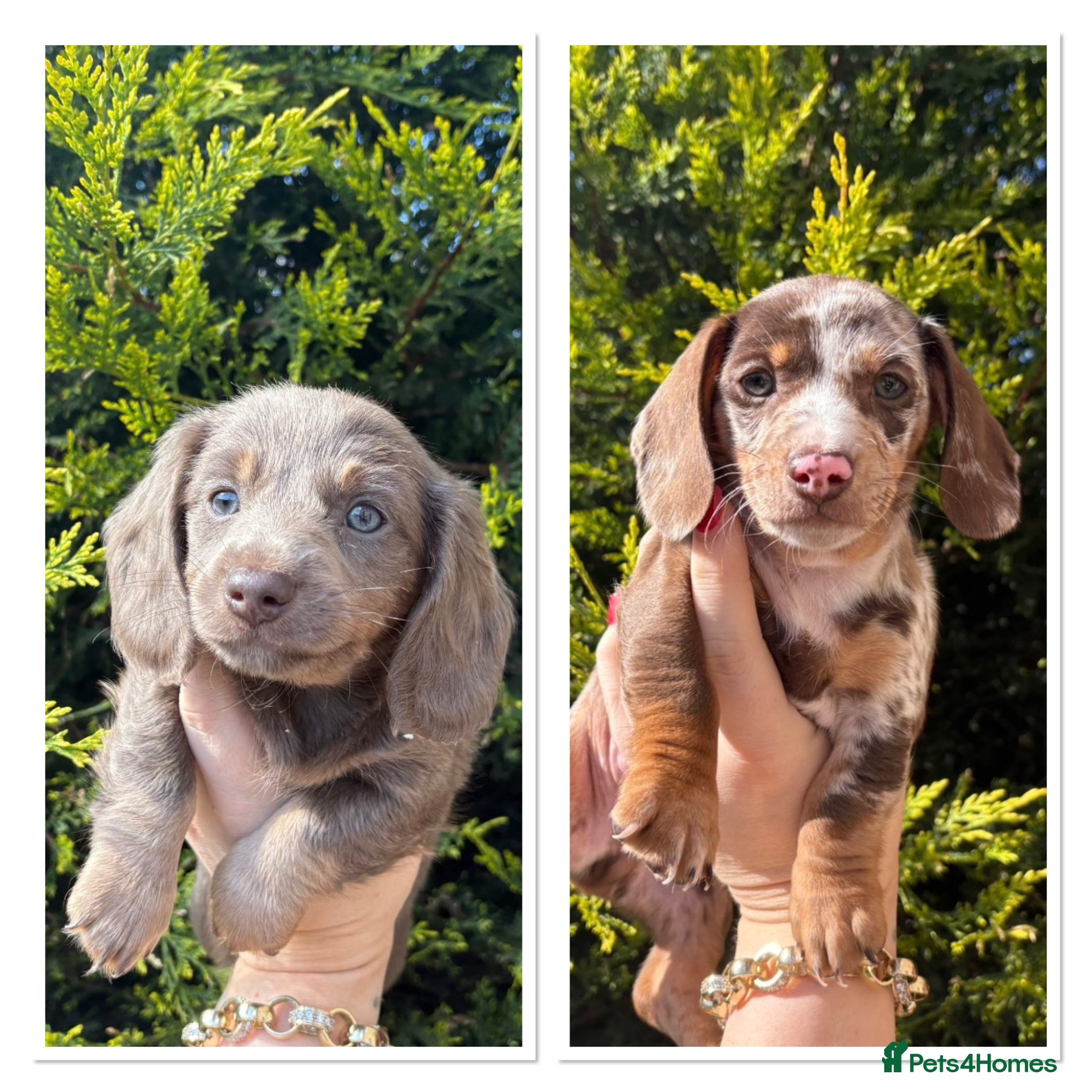 Miniature Dachshund dogs Miniature Dachshunds x2 BOYS - Advert 6