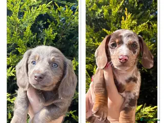 Miniature Dachshund dogs Miniature Dachshunds x2 BOYS - Advert 16