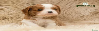 Cavalier King Charles Spaniel 2