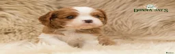 Cavalier King Charles Spaniel dogs for sale: ✨ DONNAJAYS CAVALIER KING CHARLES SPANIEL ✨ - Advert 17
