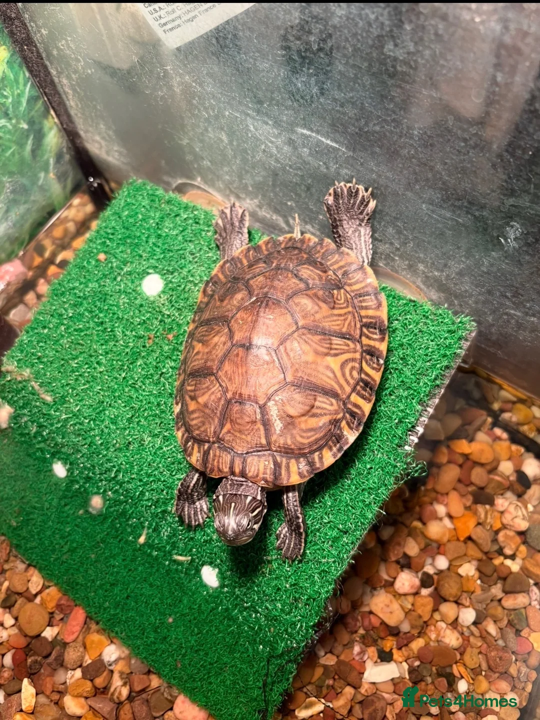 Turtle reptiles for sale: 2 turtles and tank setup + 2000ltr filter - Advert 4