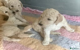 Standard Poodle dogs for sale: KC Standard Poodle Pups - Image 3