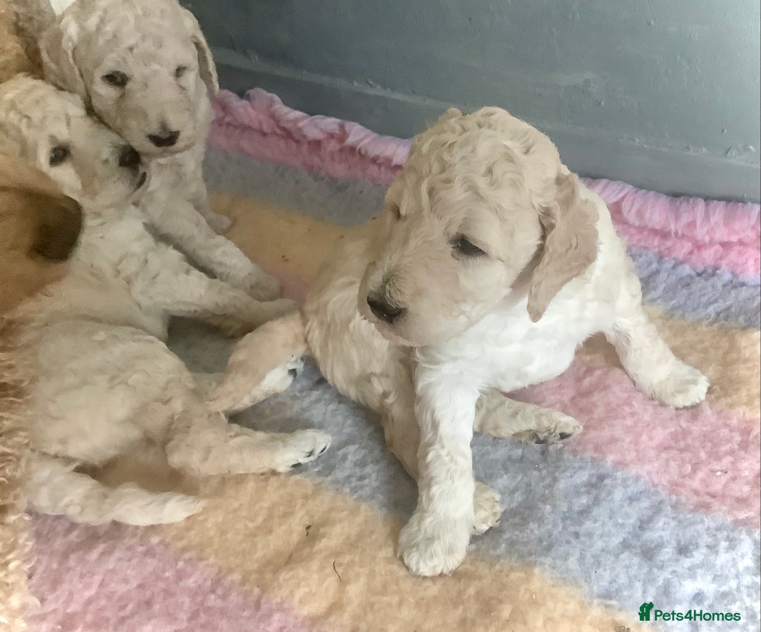 Standard Poodle dogs for sale: KC Standard Poodle Pups - Image 3
