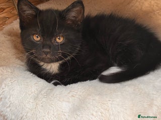 British Shorthair cats for sale: Male black white socks kitty - Advert 2