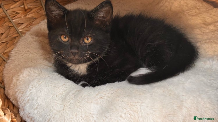 British Shorthair cats Male black white socks kitty - Advert 1