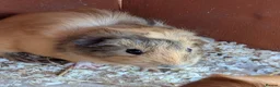 Guinea Pig rodents for sale: 3 beautiful Guinea pigs ready for there new homes  - Advert 4