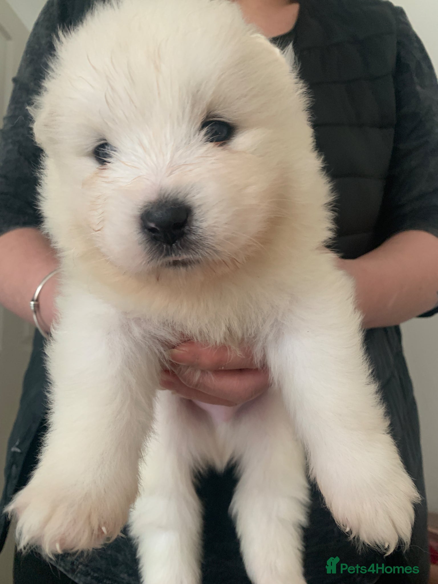 Samoyed dogs Samoyed puppys - Advert 3