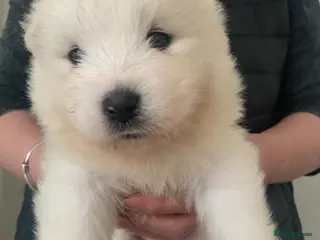 Samoyed dogs Samoyed puppys - Advert 3