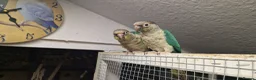 Conures birds for sale: Greencheek conures available  - Advert 4