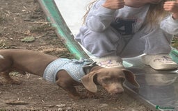 Miniature Dachshund dogs for sale: Loving 8 month boy Isabella KC Reg Mini Dachshund - Image 5