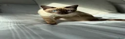 Bengal cats for sale: £850 for both - Snow Smoke and Blue Silver  - Advert 8