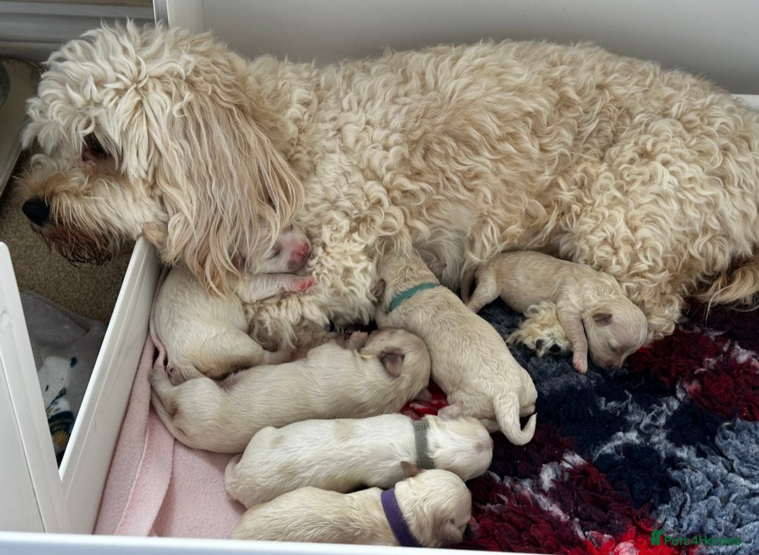 Cavachon dogs for sale: Beautiful Litter of Cavachon Puppies - Image 15
