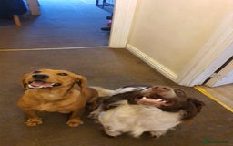 Sprocker dogs for sale: Cocker spaniel x english springer spaniel  - Image 15