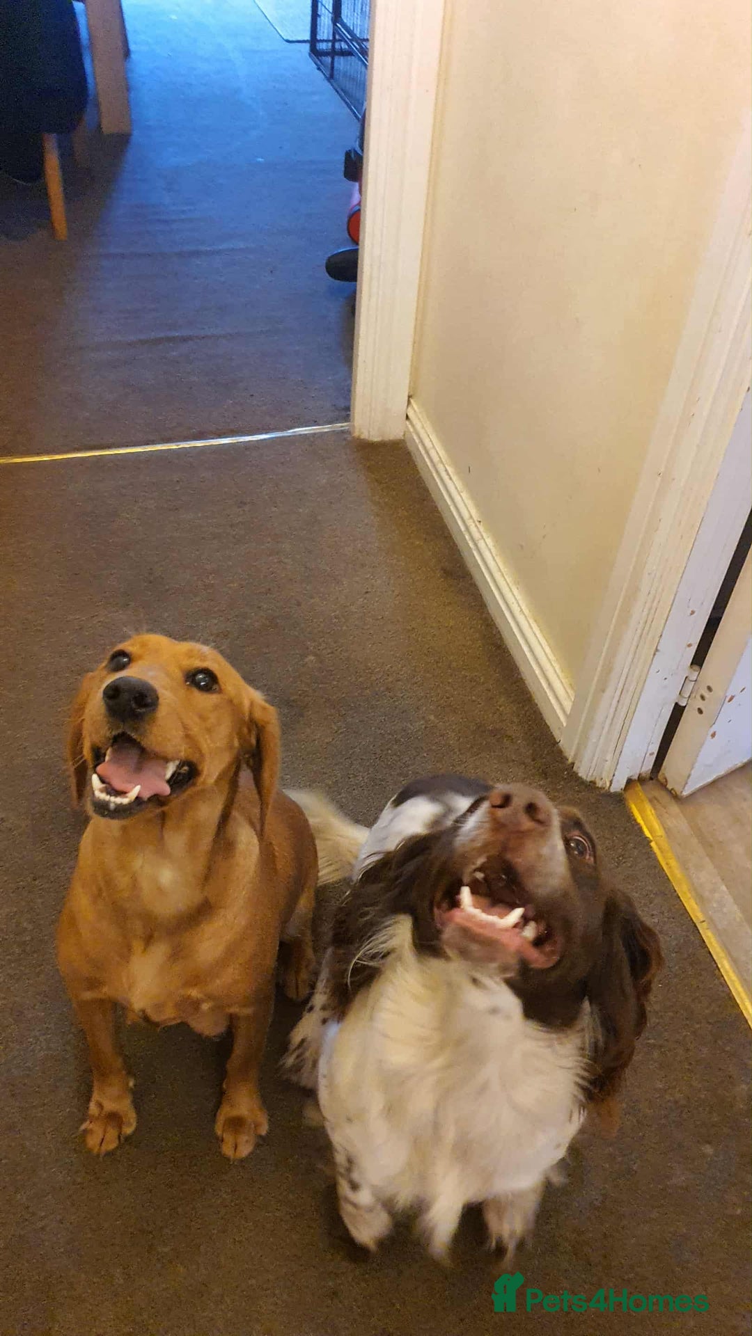 Sprocker dogs for sale: Cocker spaniel x english springer spaniel  - Image 15