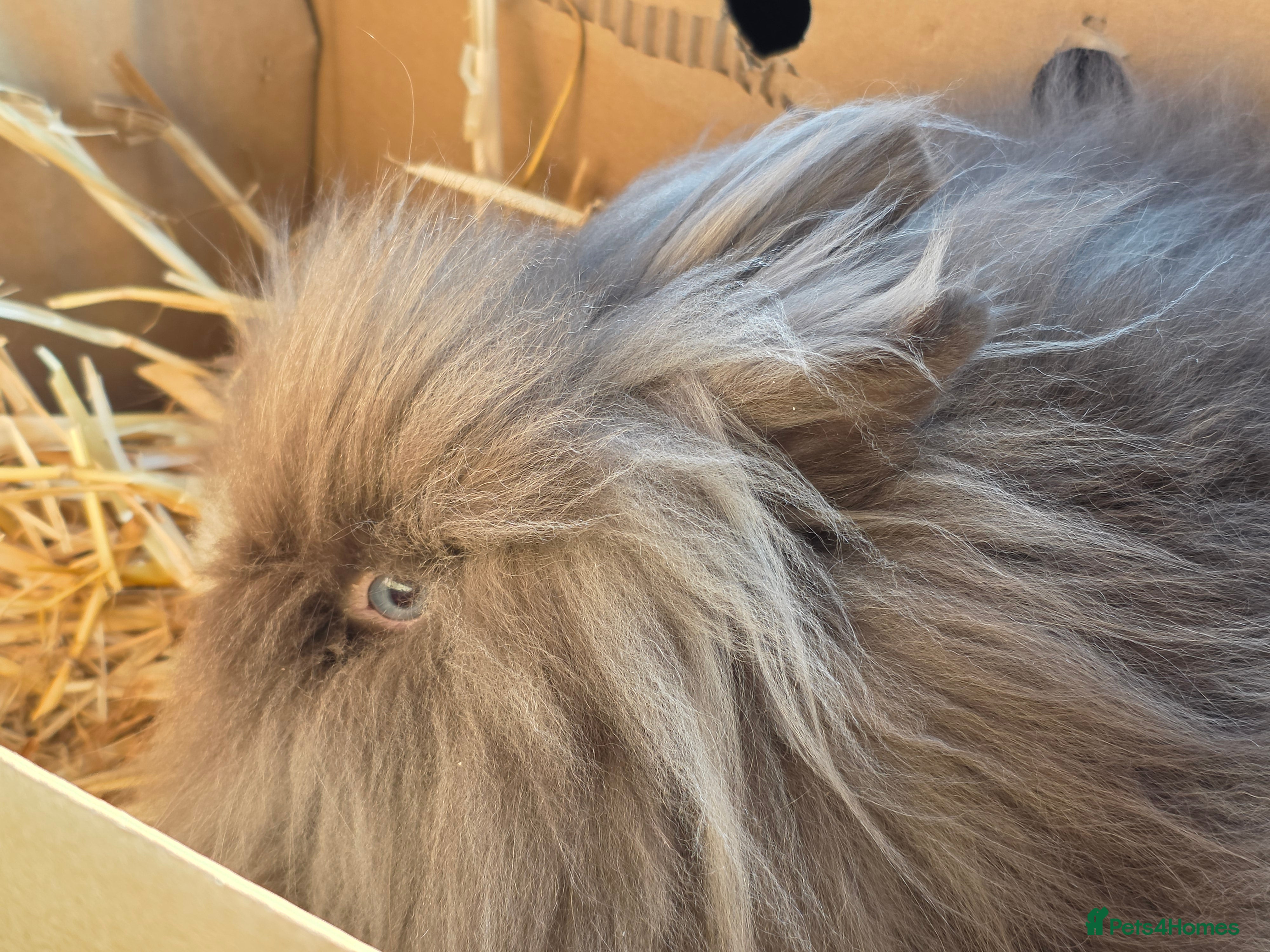 Lionhead rabbits Double mane Lionhead buck - Advert 1