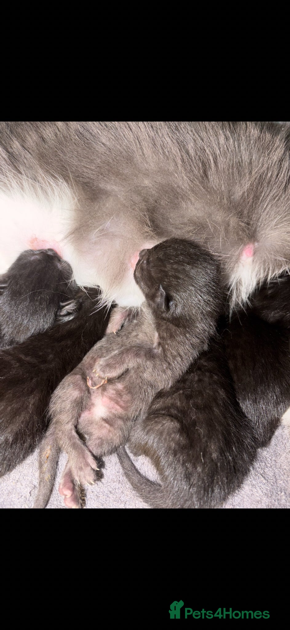 British Shorthair cats for sale: BEAUTIFUL CUTE KITTENS - Advert 6