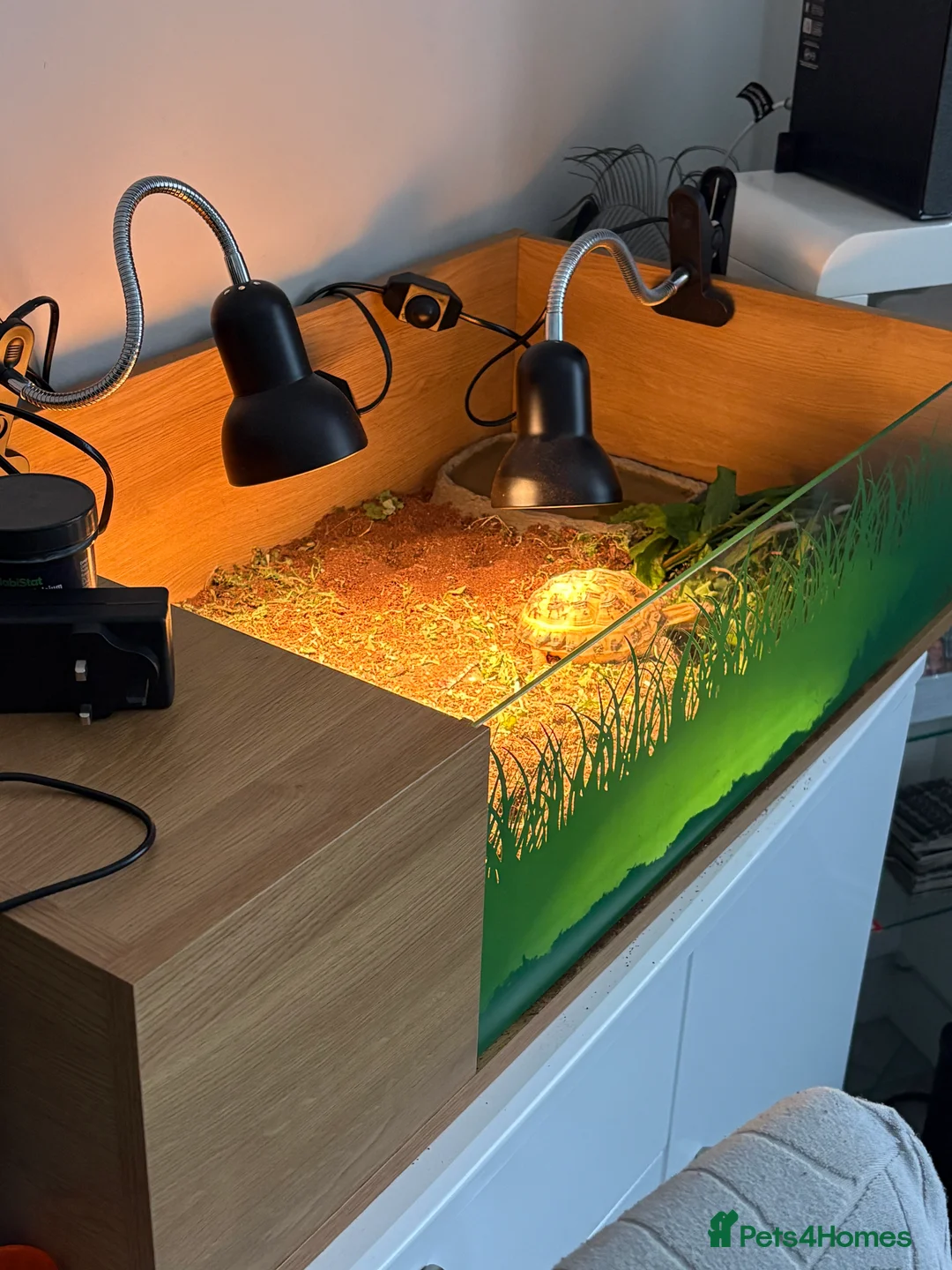 Tortoise reptiles for sale: Horsefield tortoise female 4 years old - Advert 3