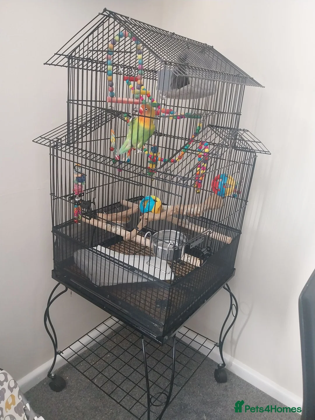 Lovebirds birds for sale: Hand tame love bird  in Chichester - Advert 3