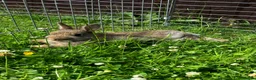Netherland Dwarf rabbits for sale: FOUR BABY NETHERLAND DWARFS FOR SALE - Advert 10