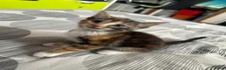 Mixed Breed cats for sale: Little cuties need new homes in Bordon - Advert 5