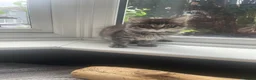 Mixed Breed cats for sale: Two grey one grey and black - Advert 9