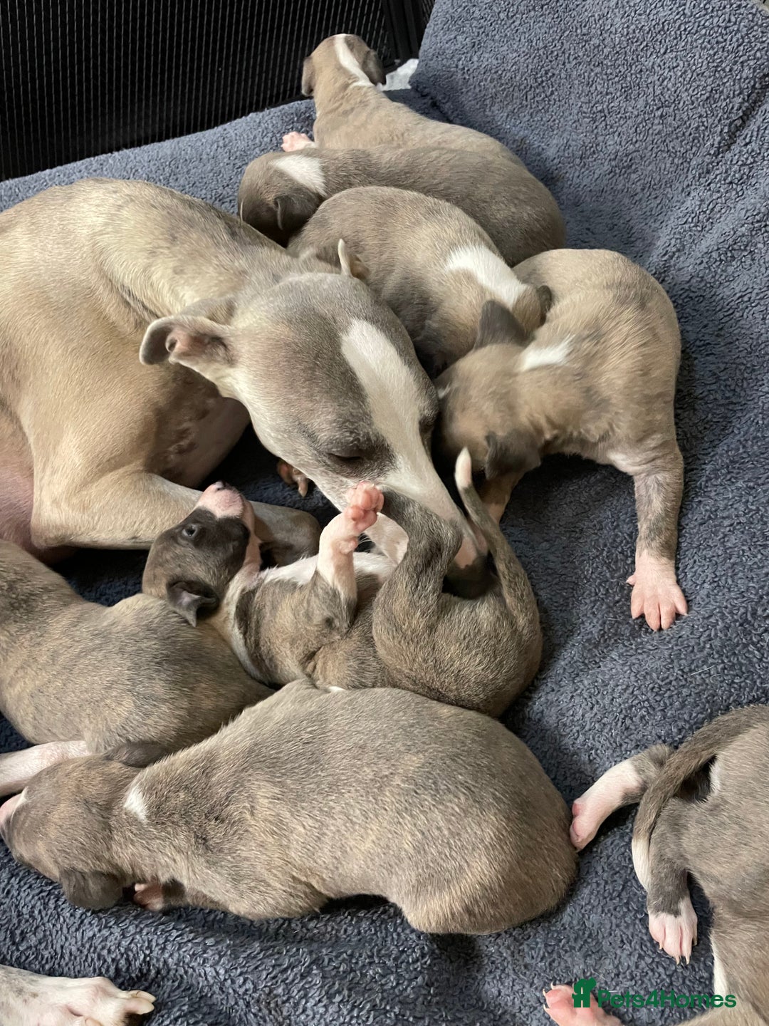 Whippet dogs for sale: 2 dog pups  - Advert 4